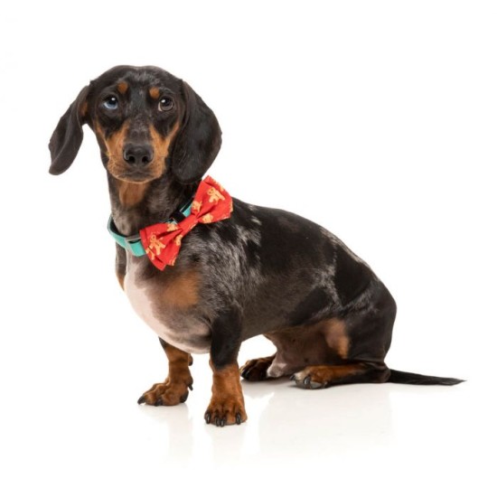 FuzzYard Xmas Accessoires Bowtie Ginger, M/L