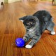 Kong Cat Treat Ball