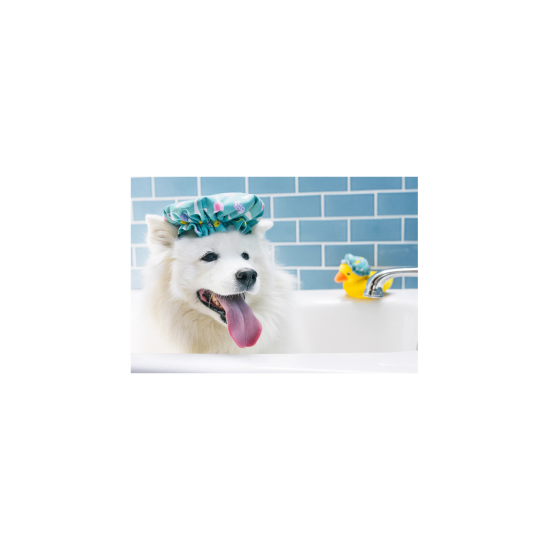 P.L.A.Y. Splish Splash Collection Shower Quack