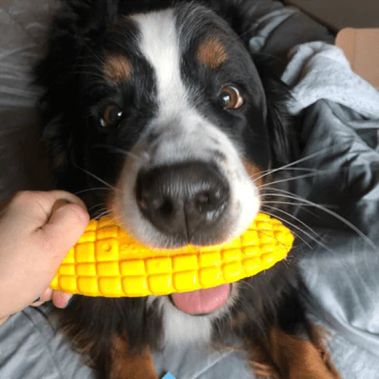 Sodapup Corn on the Cob Nylon Chew Toy