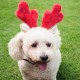 Zippy Paws Holiday Headband, Small